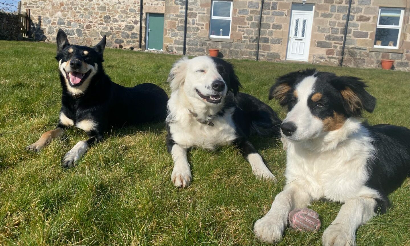 DOG SPECIAL! A gallery of the North of Scotland’s daft and dashing pooches