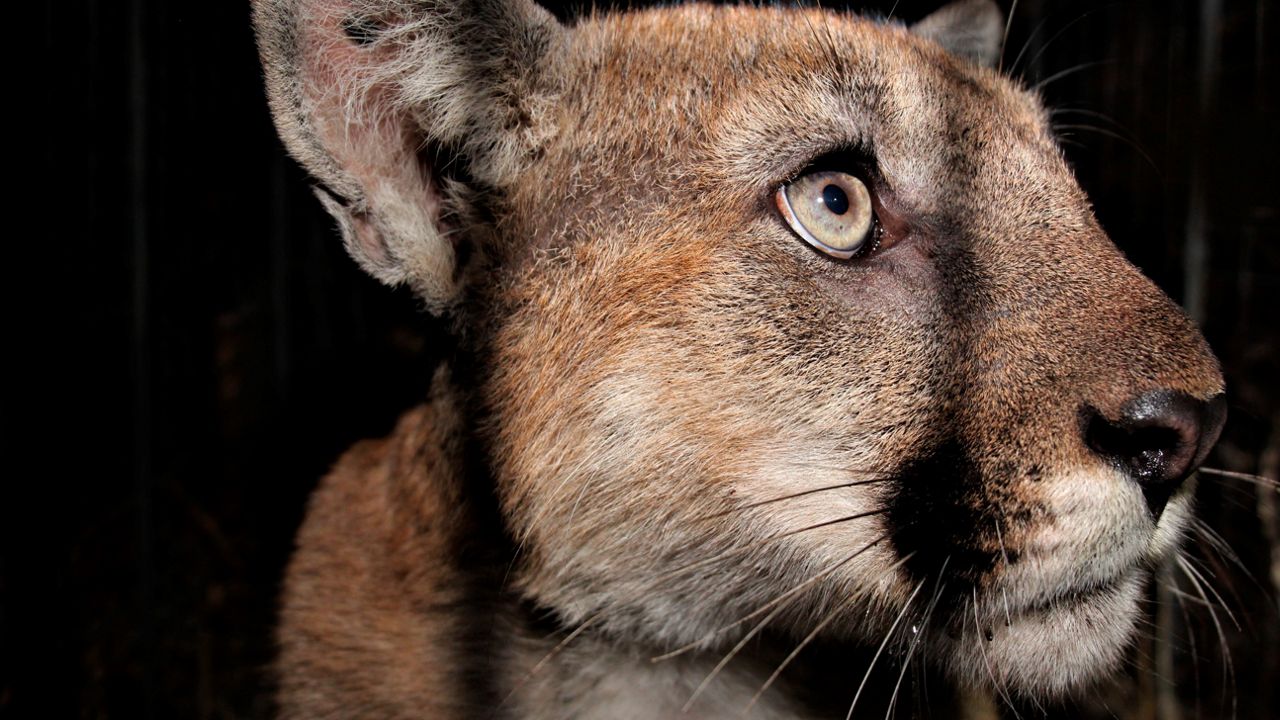 Mountain lion killed by car in Southern California