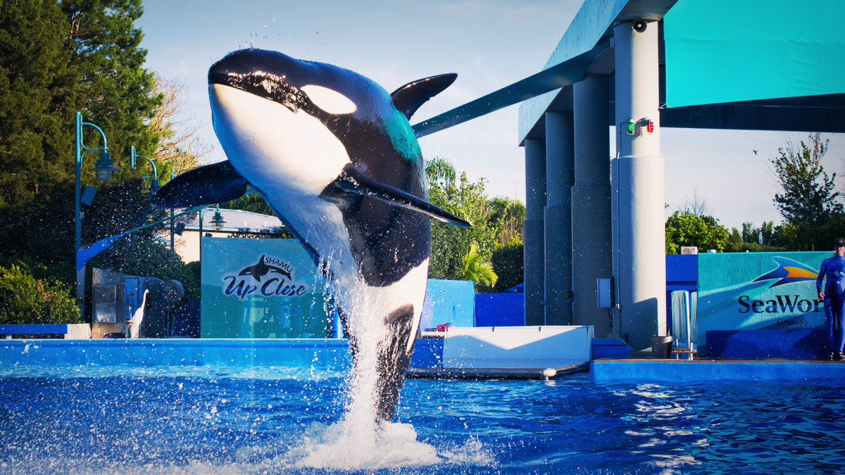 SeaWorld Making Big Move to Take on Disney, Universal Theme Parks