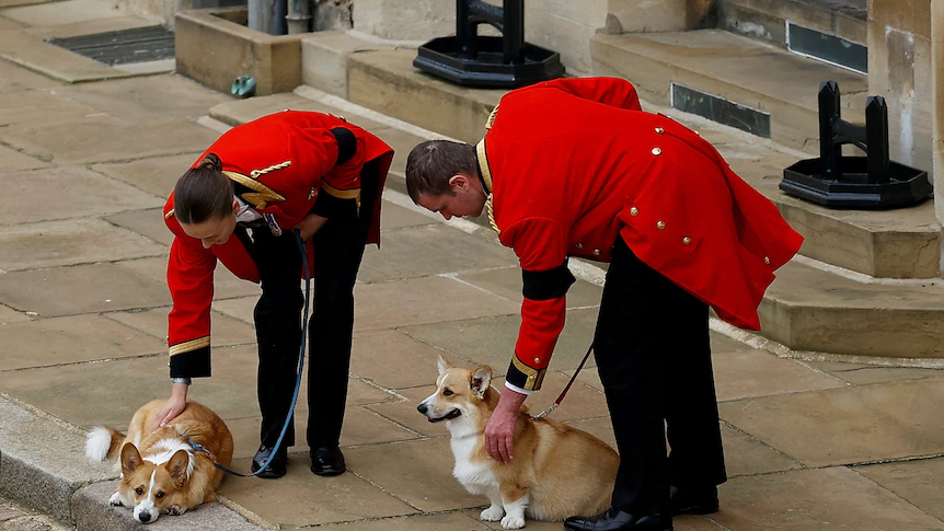 Queen’s corgis Muick and Sandy and Fell pony Emma welcome her residence to closing resting place in Windsor Fort