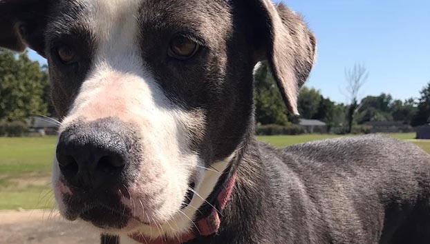 Pets of the week: Meet your new finest pal – Mississippi’s Greatest Neighborhood Newspaper