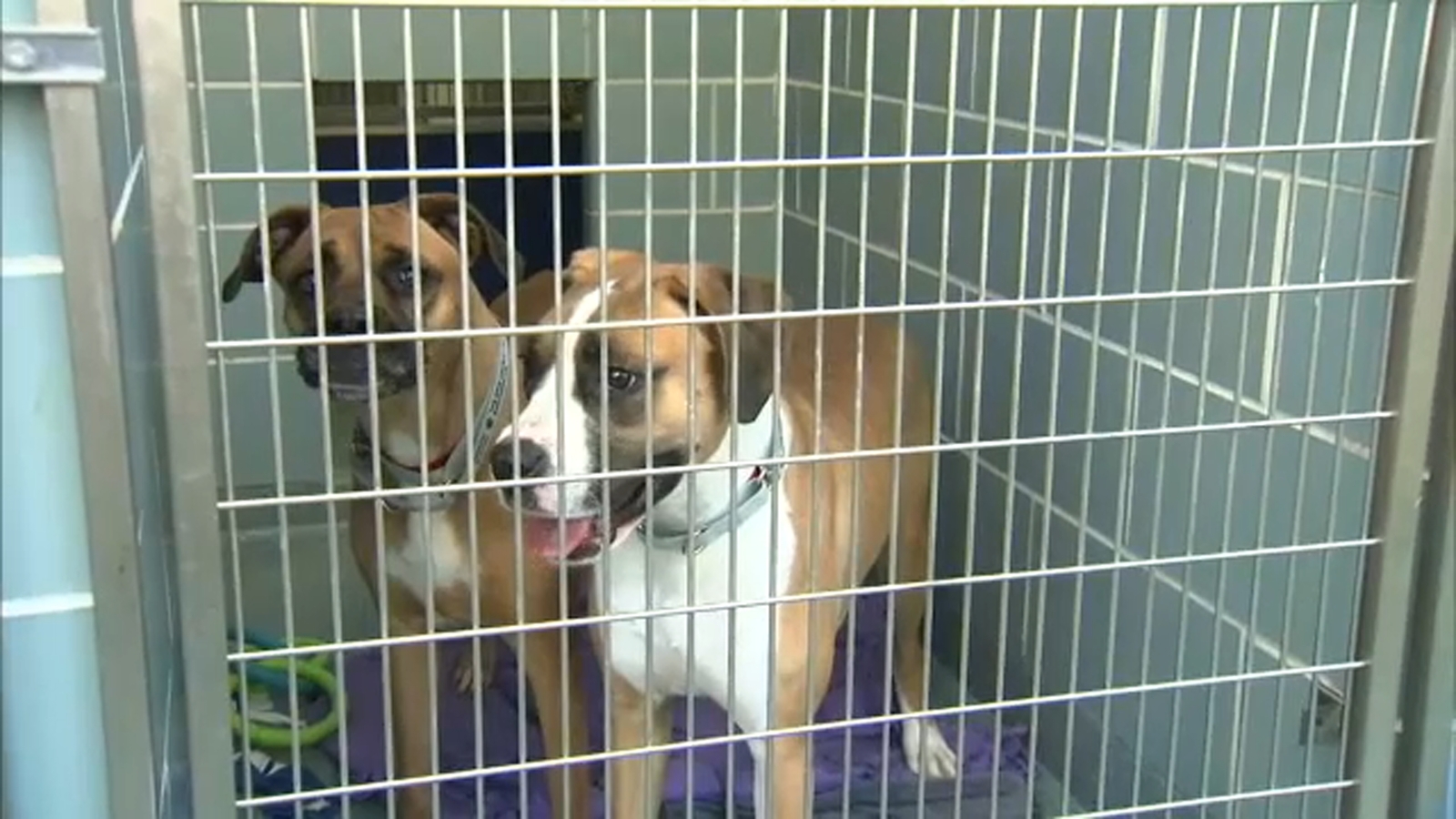 ‘Empty the Shelters’ 2022 close to me: BISSELL Pet Basis sponsoring reduced-fee pet adoptions throughout US