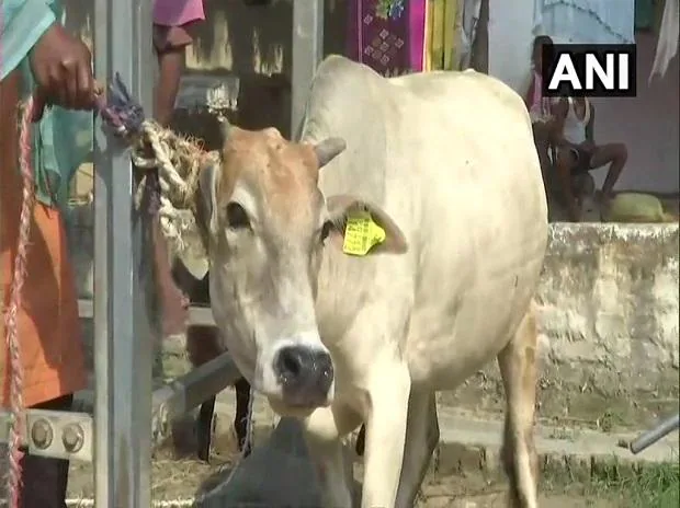 Pay 16 occasions extra to maintain cows as pets, double for canines in Lucknow