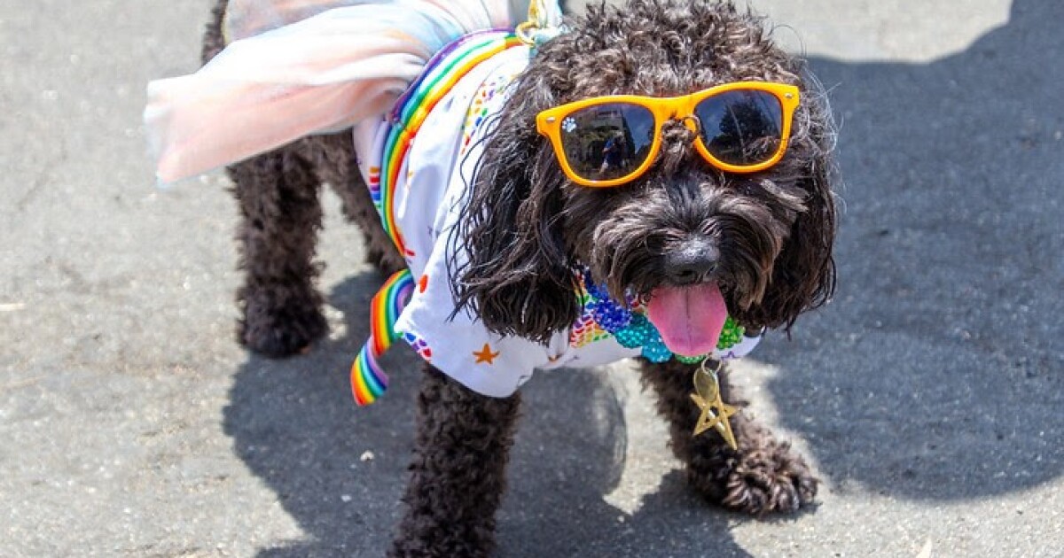 Poway Rotary Pet Parade | KPBS Public Media