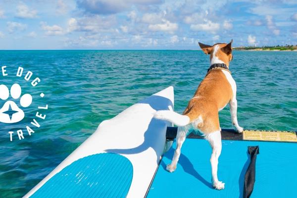 Aruba Launches ‘Have Canine, Will Journey’ Promotion for Restricted Time Solely