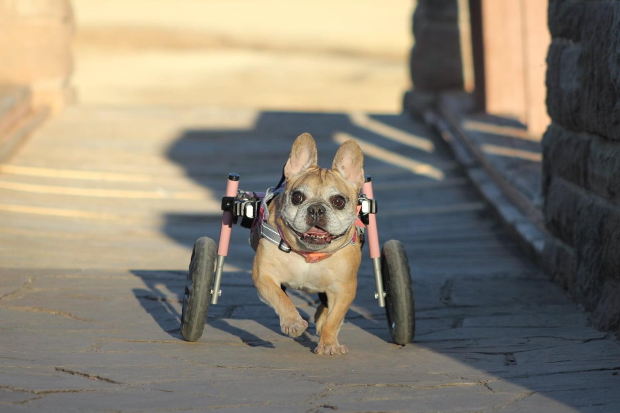 2023 Walkin’ Pets Calendar options two disabled Texas canine