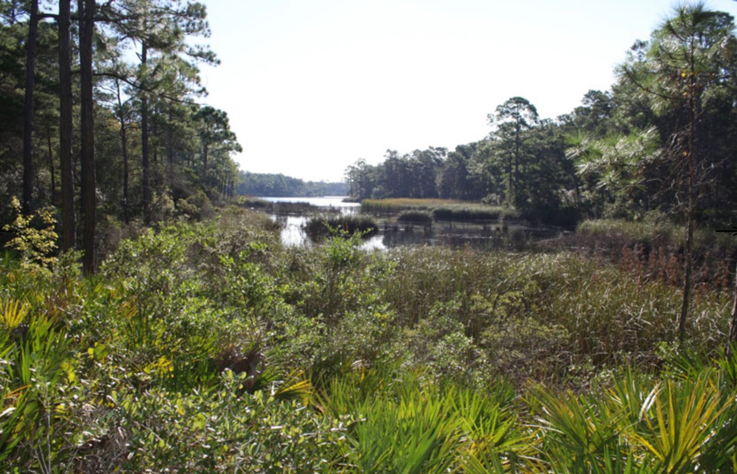 New highway by means of this Florida state forest is an thought going the incorrect approach