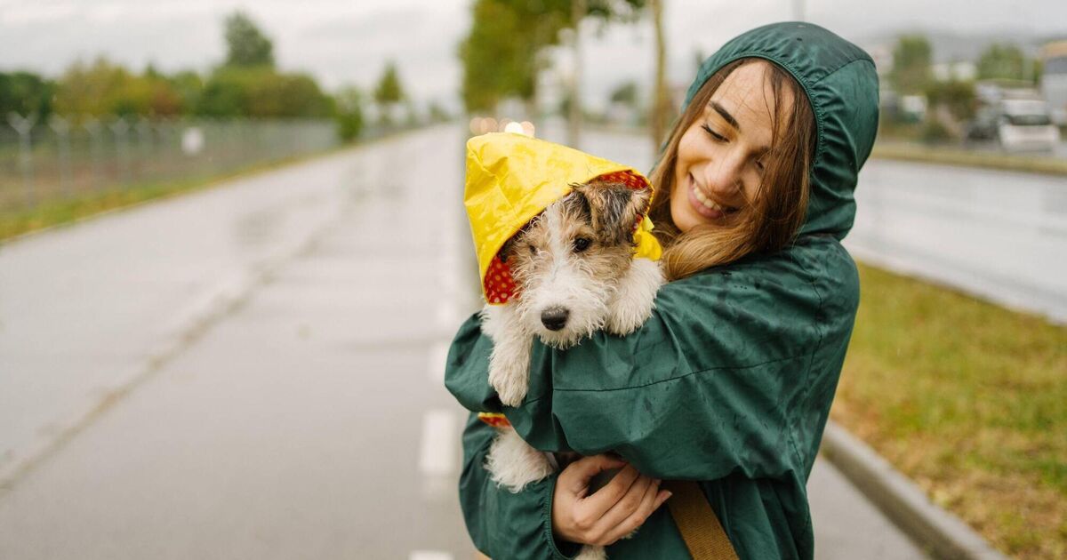 Moist pets are messy pets — preserve your finest buddy protected, clear, and dry this autumn