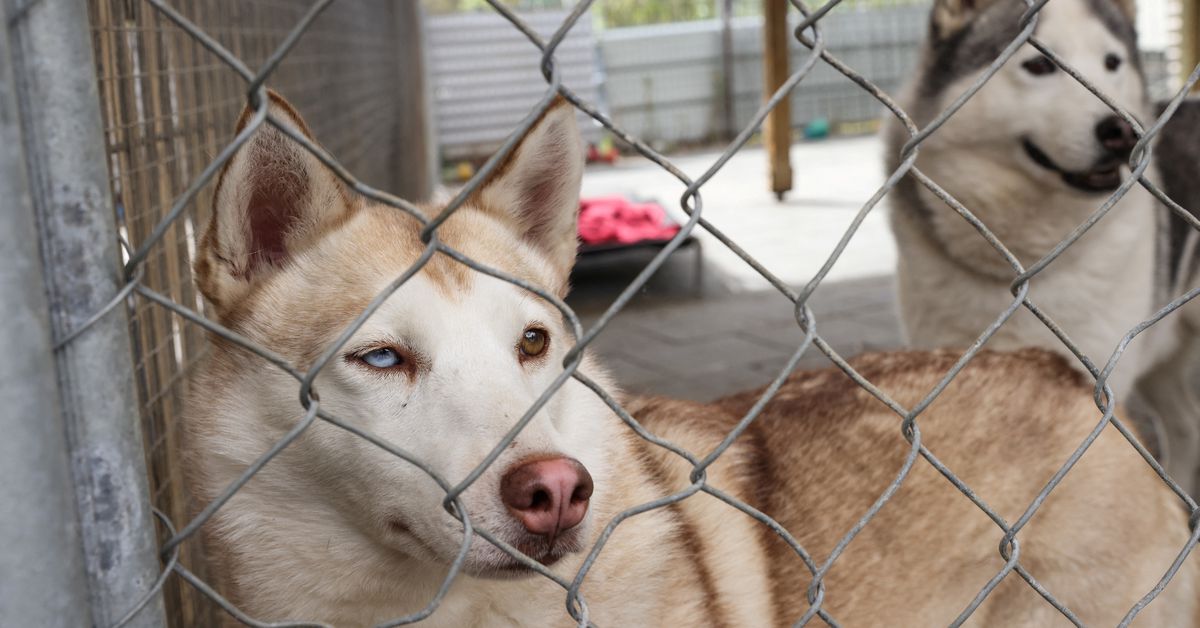 Pets left in limbo as Australian homeowners get chilly toes