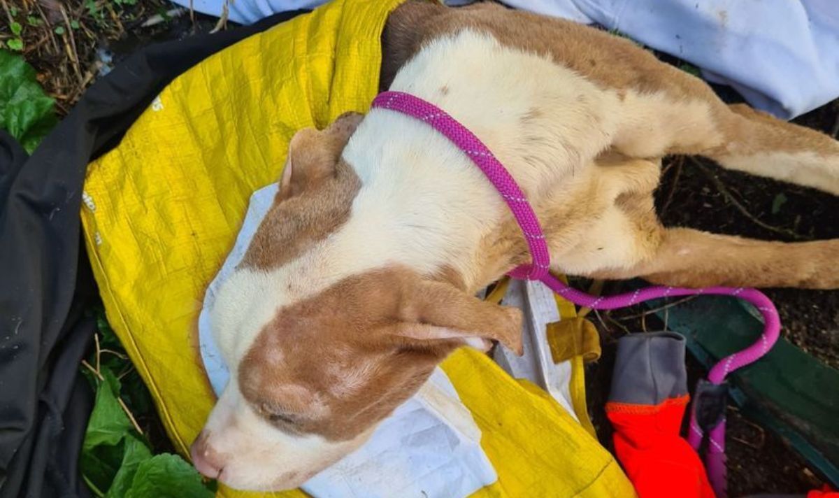 Skeletal pet ‘hours from dying’ discovered dumped in procuring bag | UK | Information