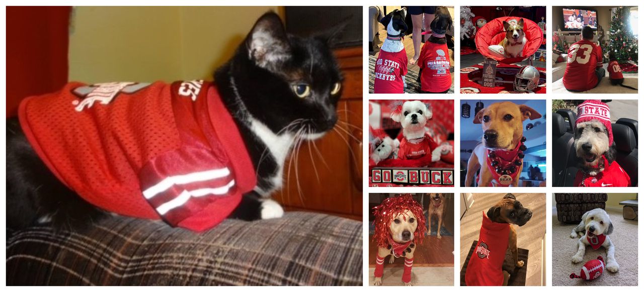 The place are all of the Ohio State followers? These devoted Buckeye pets want your love: Ballot