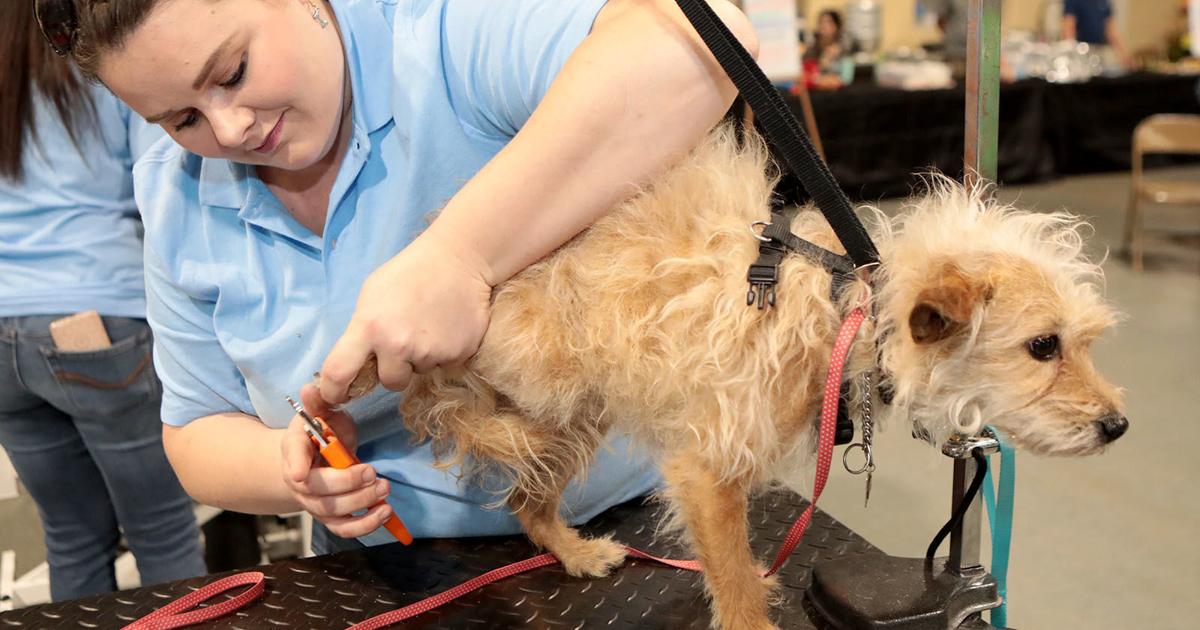 Trimming a pet’s nails could be scary. Listed below are some tips about getting it carried out, whether or not DYI or by a professional | Leisure/Life