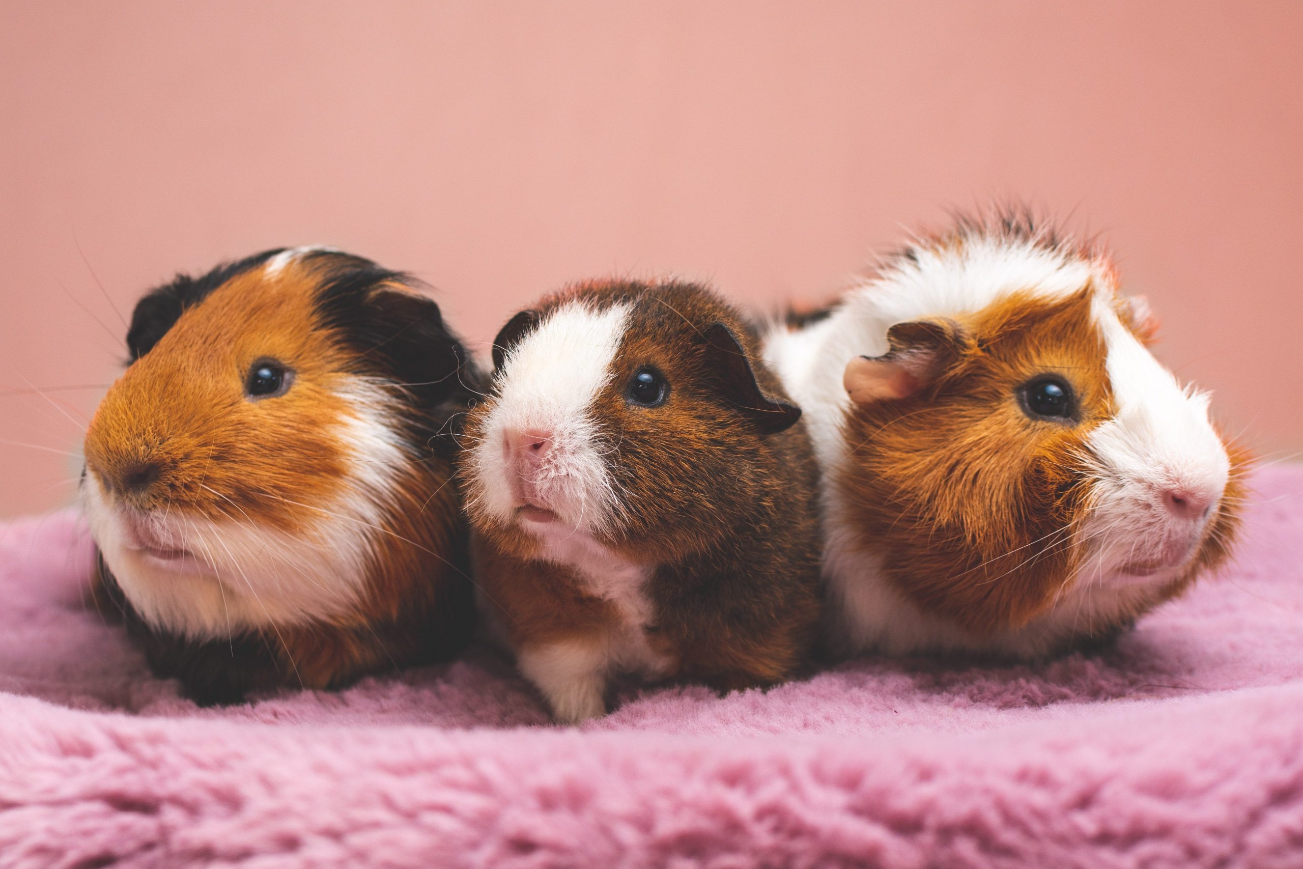 Are guinea pigs good pets? NYC shelters are being overrun with individuals who don't need them anymore. – Slate