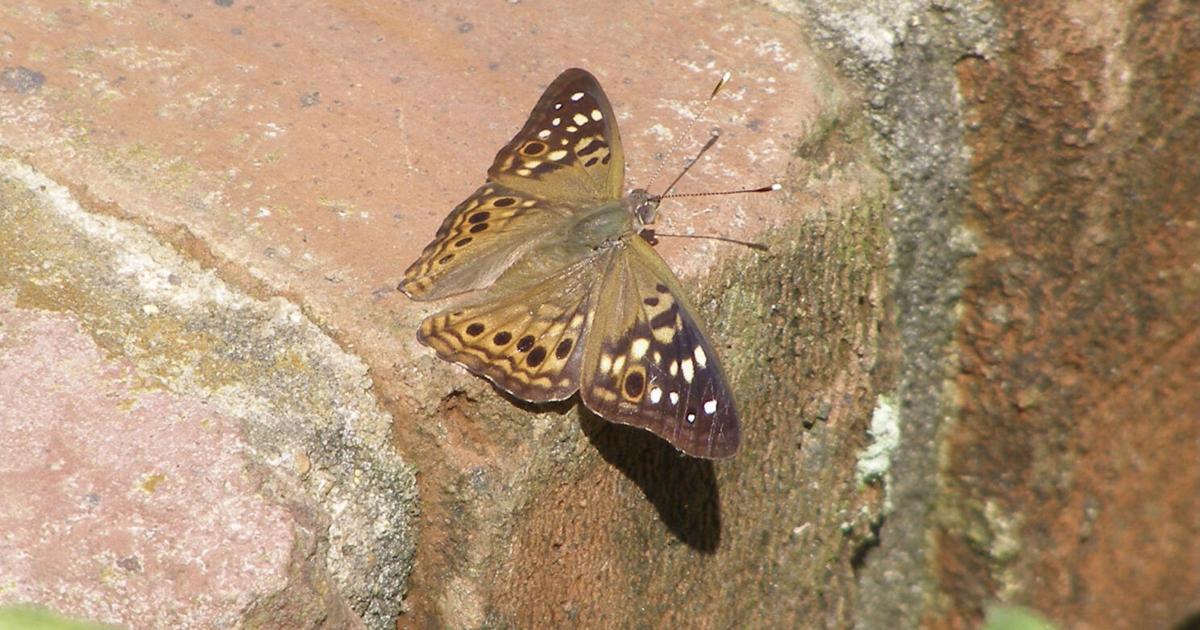 Subdued hackberry butterfly regularly goes unnoticed | Way of life | djournal.com – Northeast Mississippi Each day Journal