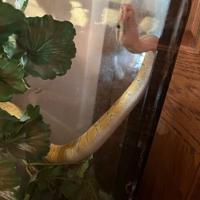 Sioux Metropolis mulls limits on pets reminiscent of snakes in houses | Native information