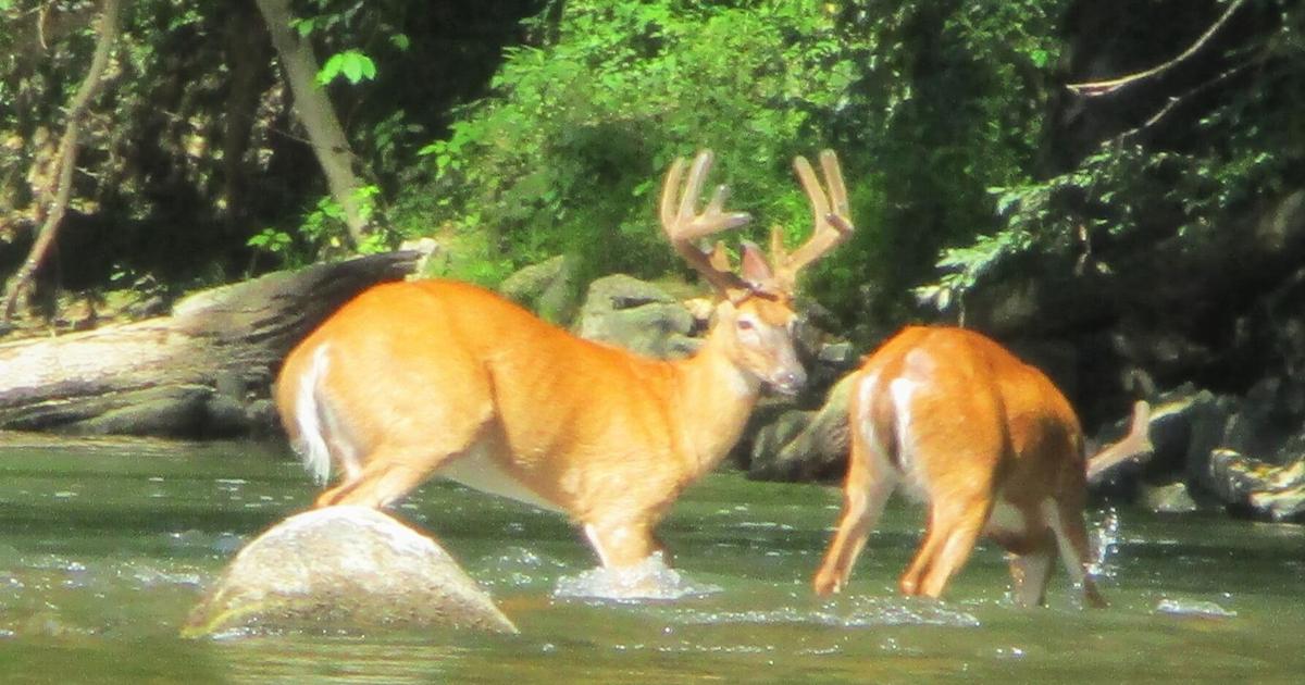 Outdoors: White-tailed deer have a fancy and intriguing way of life – Therogersvillereview