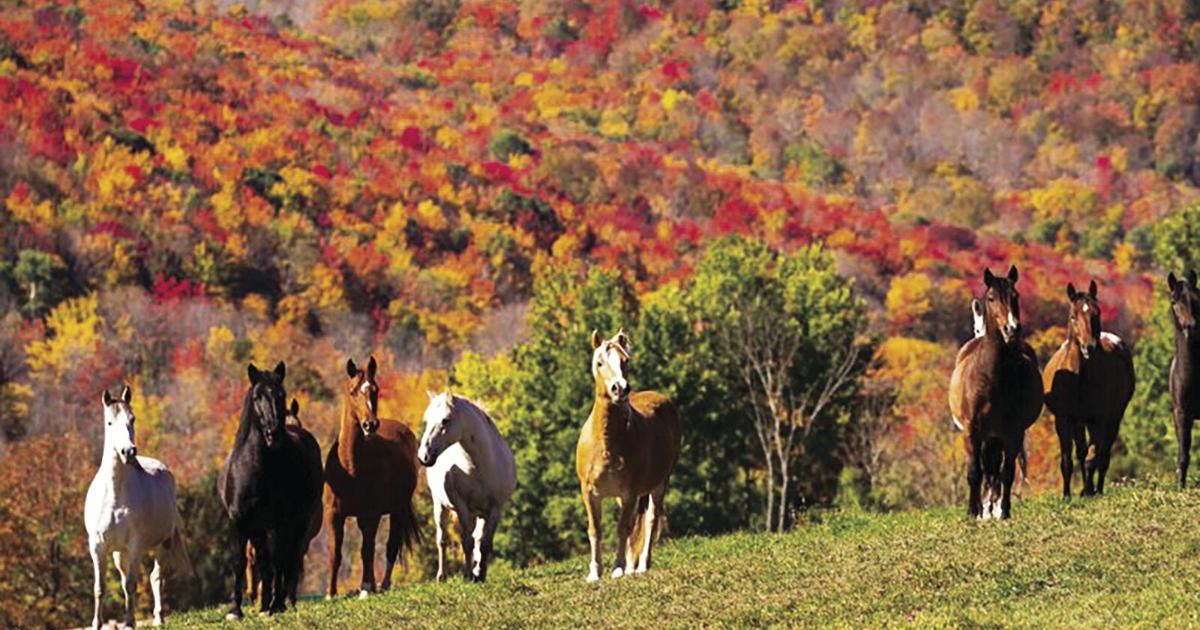 Life-style: Festive fall colours carry guests to area | Existence