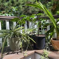 At summer’s end, indoor plants need attention too | Lifestyle