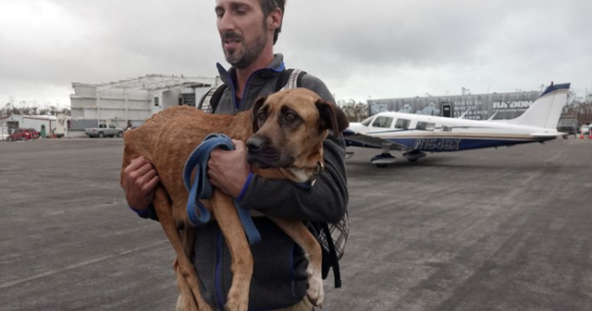 Pets from Puerto Rico transferred to Miami after Hurricane Fiona | Information