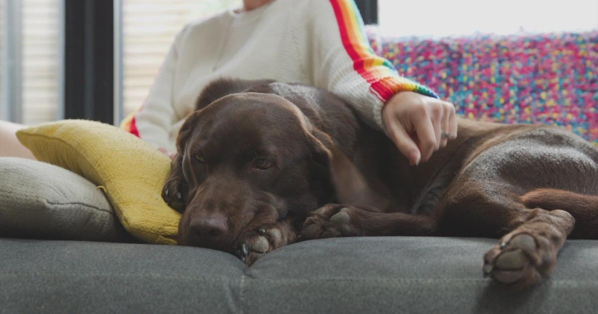 Individuals spoil their pets greater than themselves