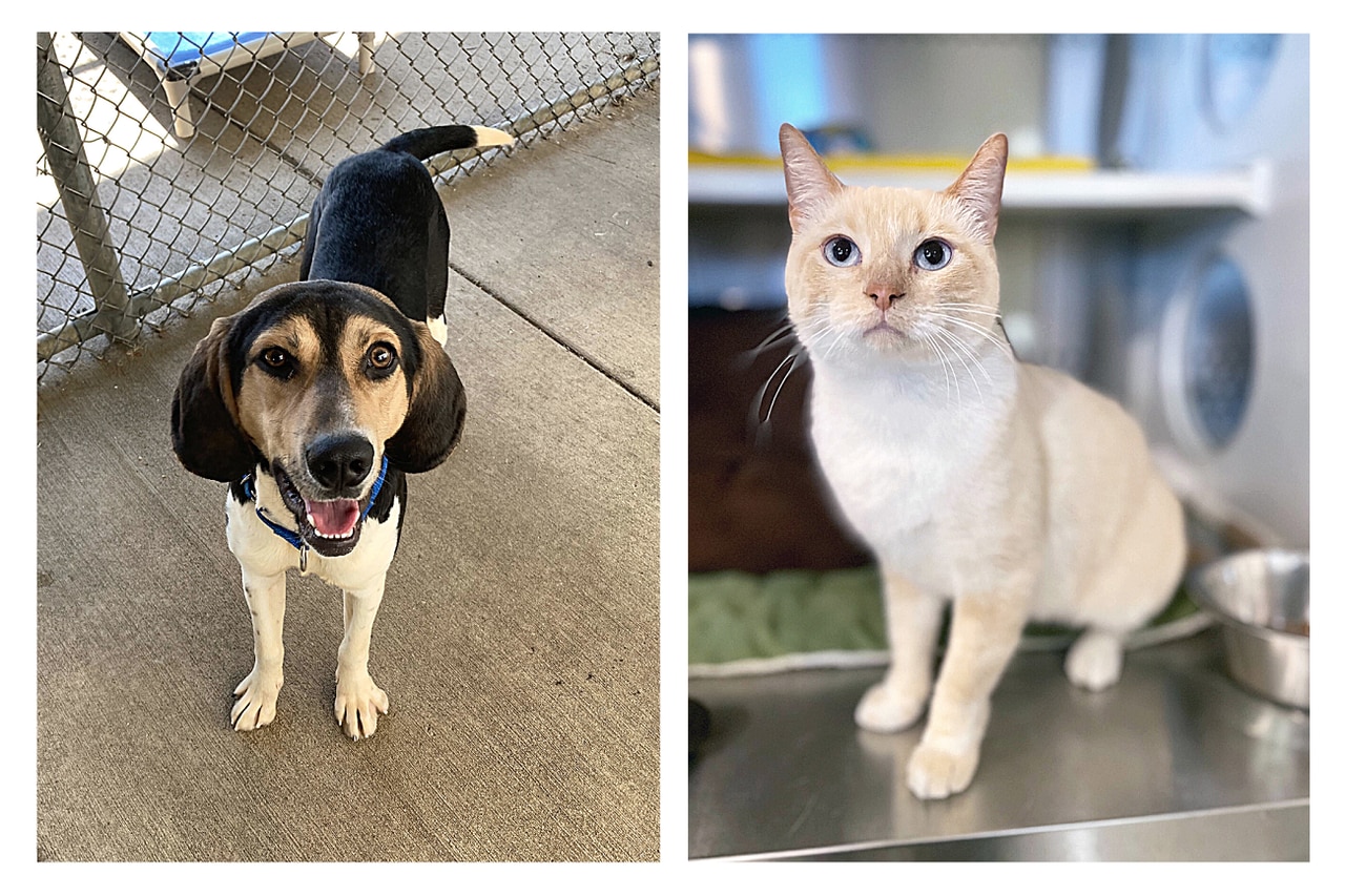 Pets of the week: Copper likes walks and toys. Jasmine is pleasant and delightful