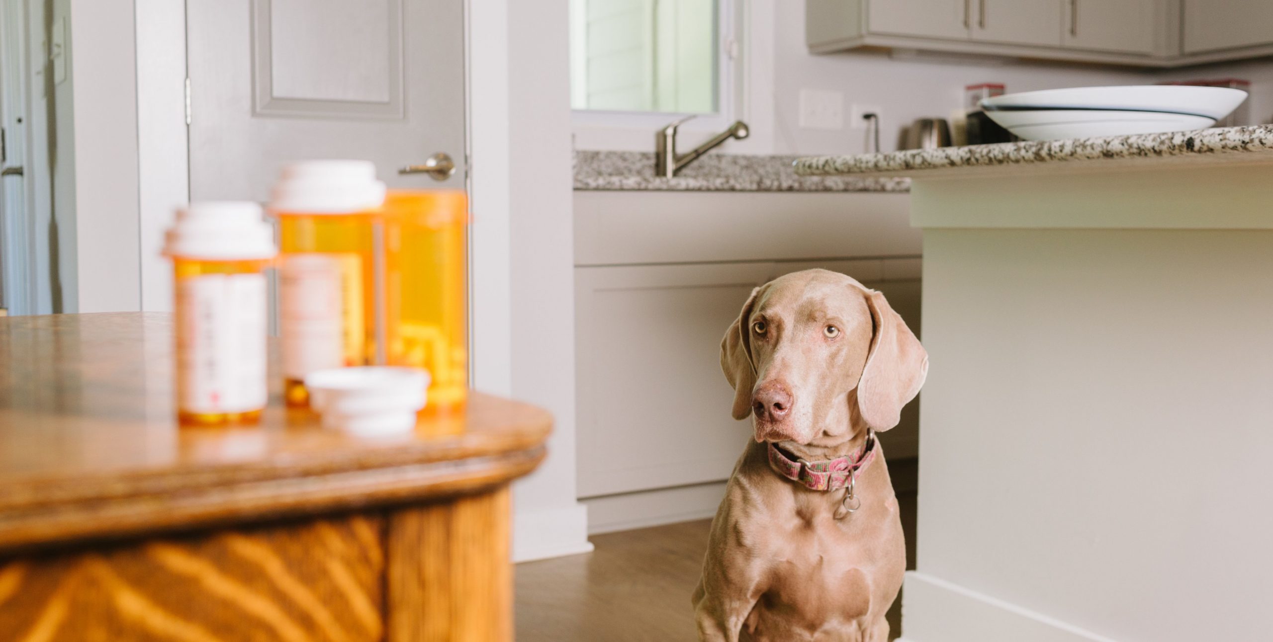 Psychotropic medicines are posing risks to pets