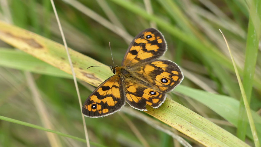 Butterfly spotter’s information for south-eastern Australia as spring carnival begins