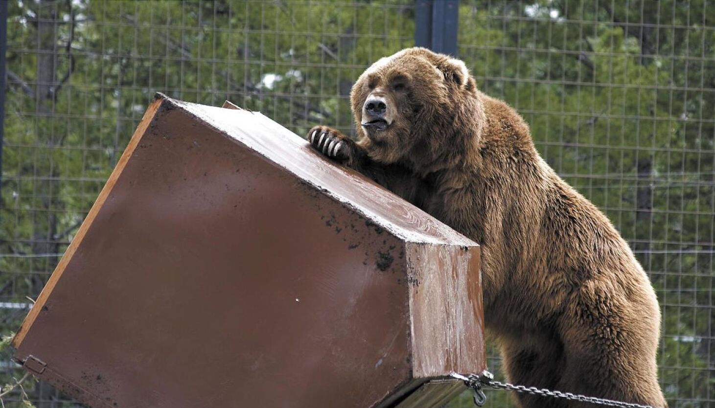 TikTok viral animal videos: Bear goes shopping