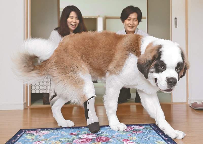 Veterinary prosthetic legs assist pets take a brand new step ahead