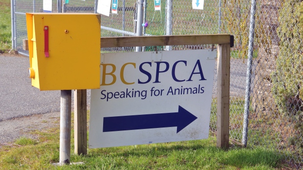 BC SPCA being sued by canine house owners