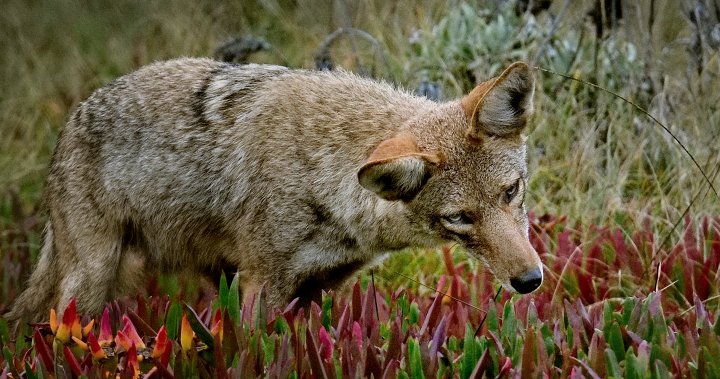 Burlington, Ont. prompts disaster administration group after coyote assault at retirement residence