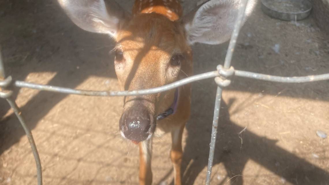 Georgia DNR warns residents to not hold deer as pets.