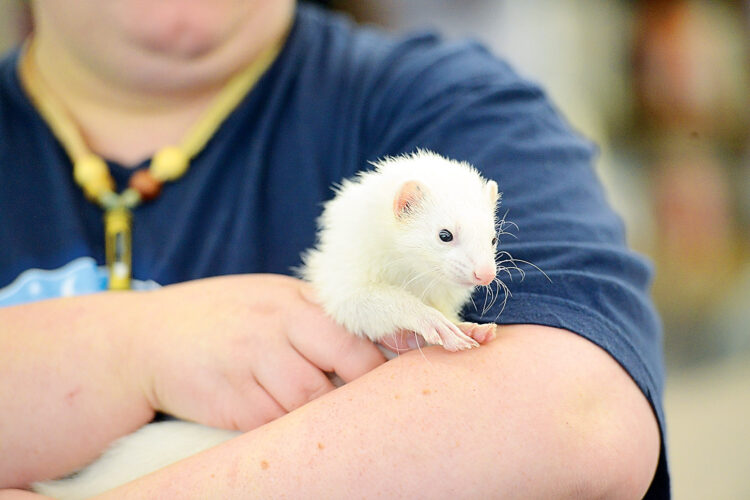 Movie star critters: Altoona Space Public Library ferrets prepare for nationwide publicity | Information, Sports activities, Jobs