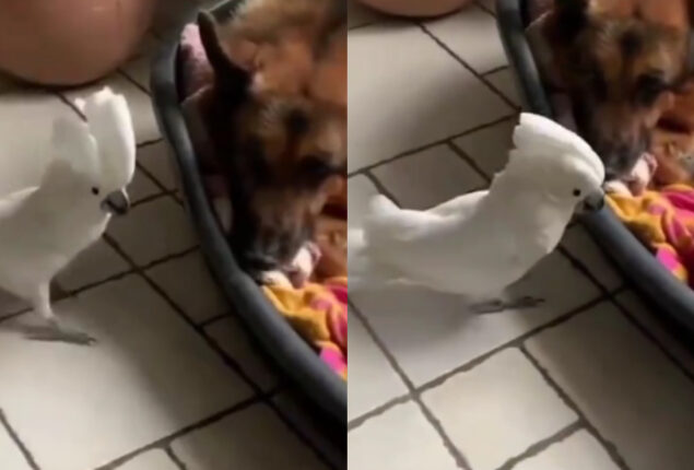 White cockatoo parrot barks like a dog goes viral