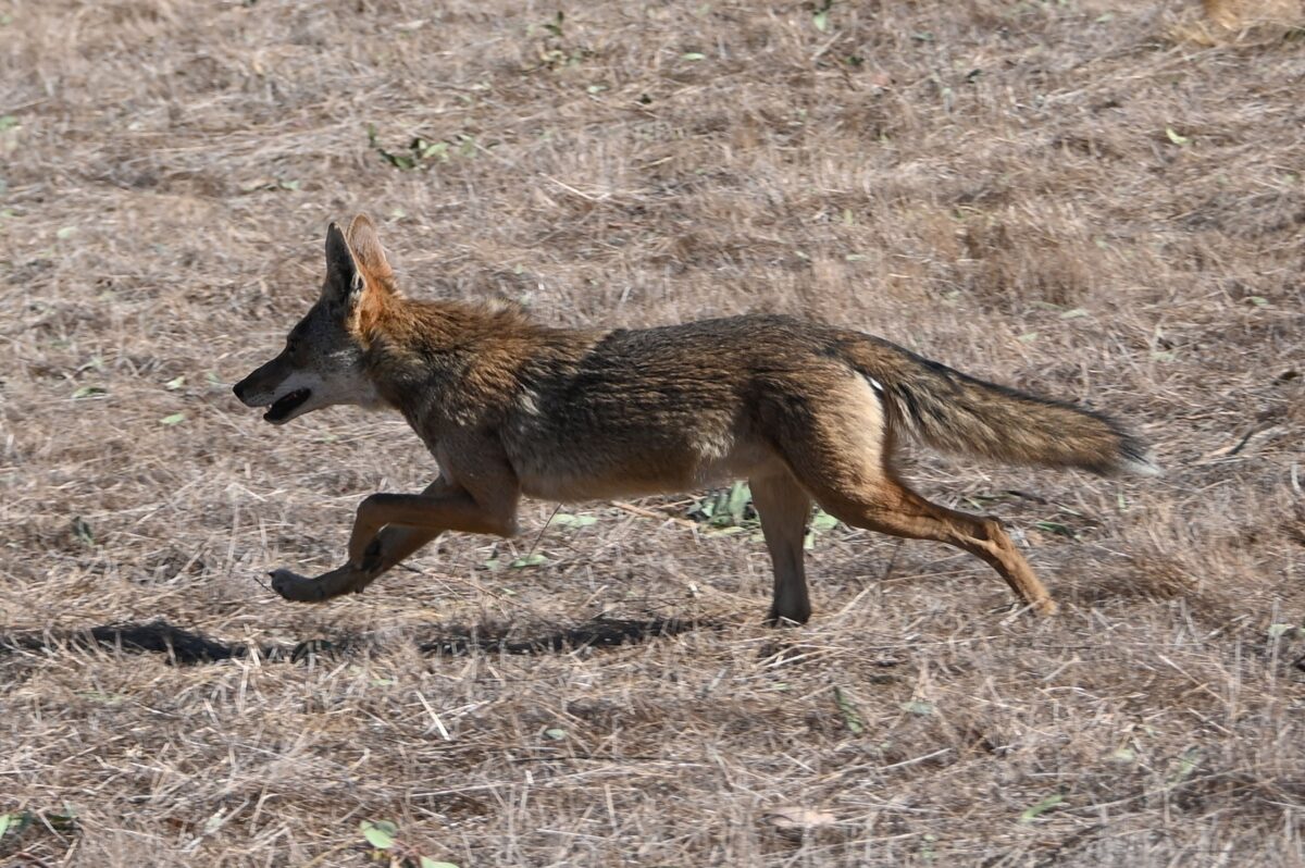 Authorities Ought to Again Pets Over Coyotes