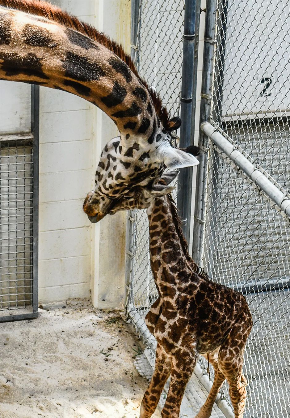 Pregnant Giraffe Surprises Virginia Zoo by Giving Beginning to Calf in Entrance of Friends