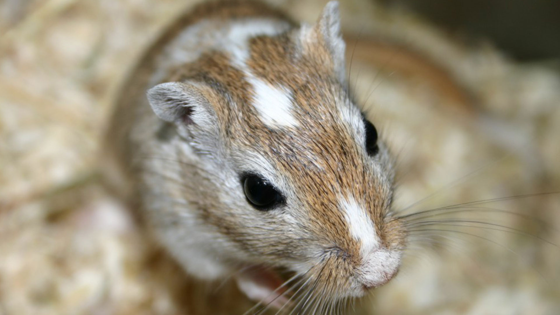 From a depressed gerbil to a labrador going deaf — your pet queries answered