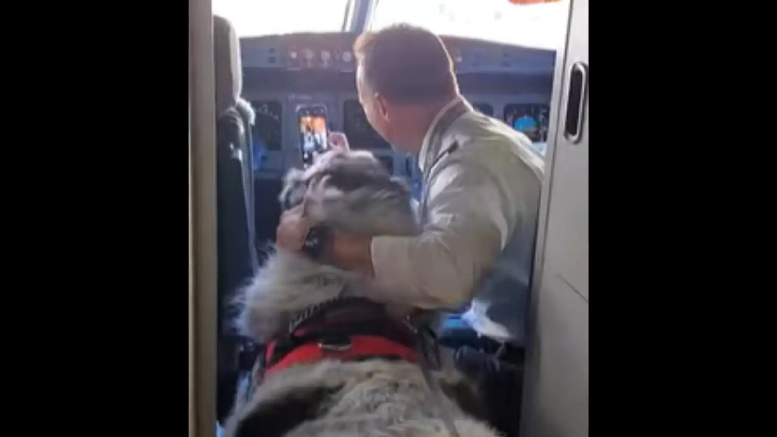 Pet canine ‘delays’ flight as pilot, workers can’t cease taking photographs with it. Watch | Trending