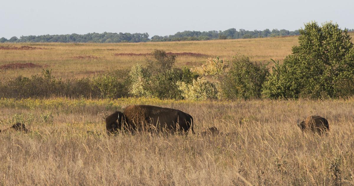 Prairie State Park to host Prairie Jubilee | Native Information