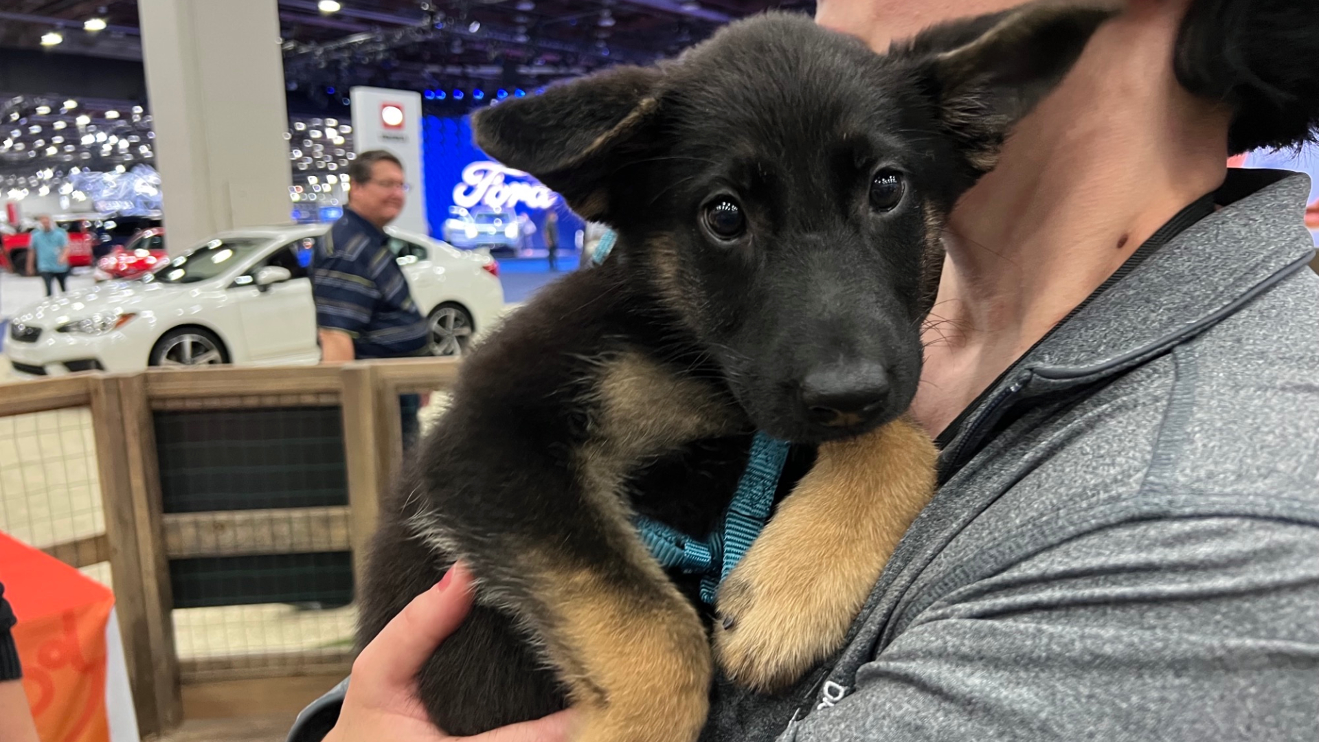 Subaru, Michigan Humane providing pet adoptions at Detroit Auto Present