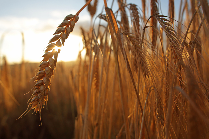 Examine teases out particular intestine well being advantages of barley arabinoxylan, beta glucan