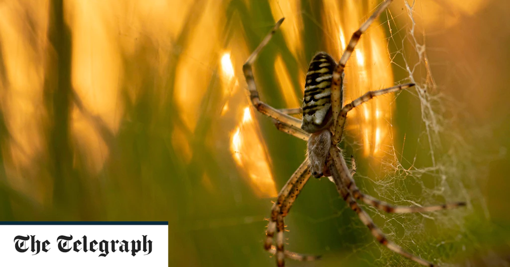 Autumn would lose its magic without our wonderful spiders and their webs