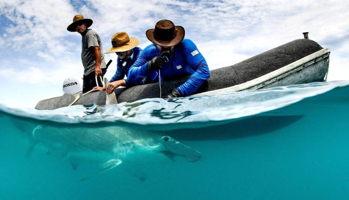 How citizen science and tech have helped the Nice Barrier Reef recuperate