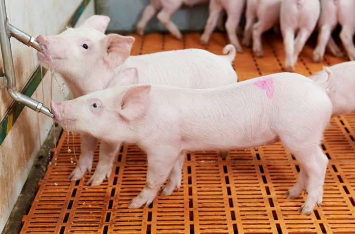 Seaweed feed additive participant has piglet intestinal well being on its radar