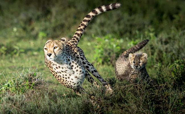 Cheetahs To Journey With out Meals From Namibia To India