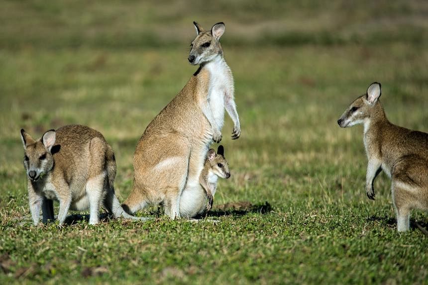 ‘Pet’ kangaroo blamed for Australian’s death