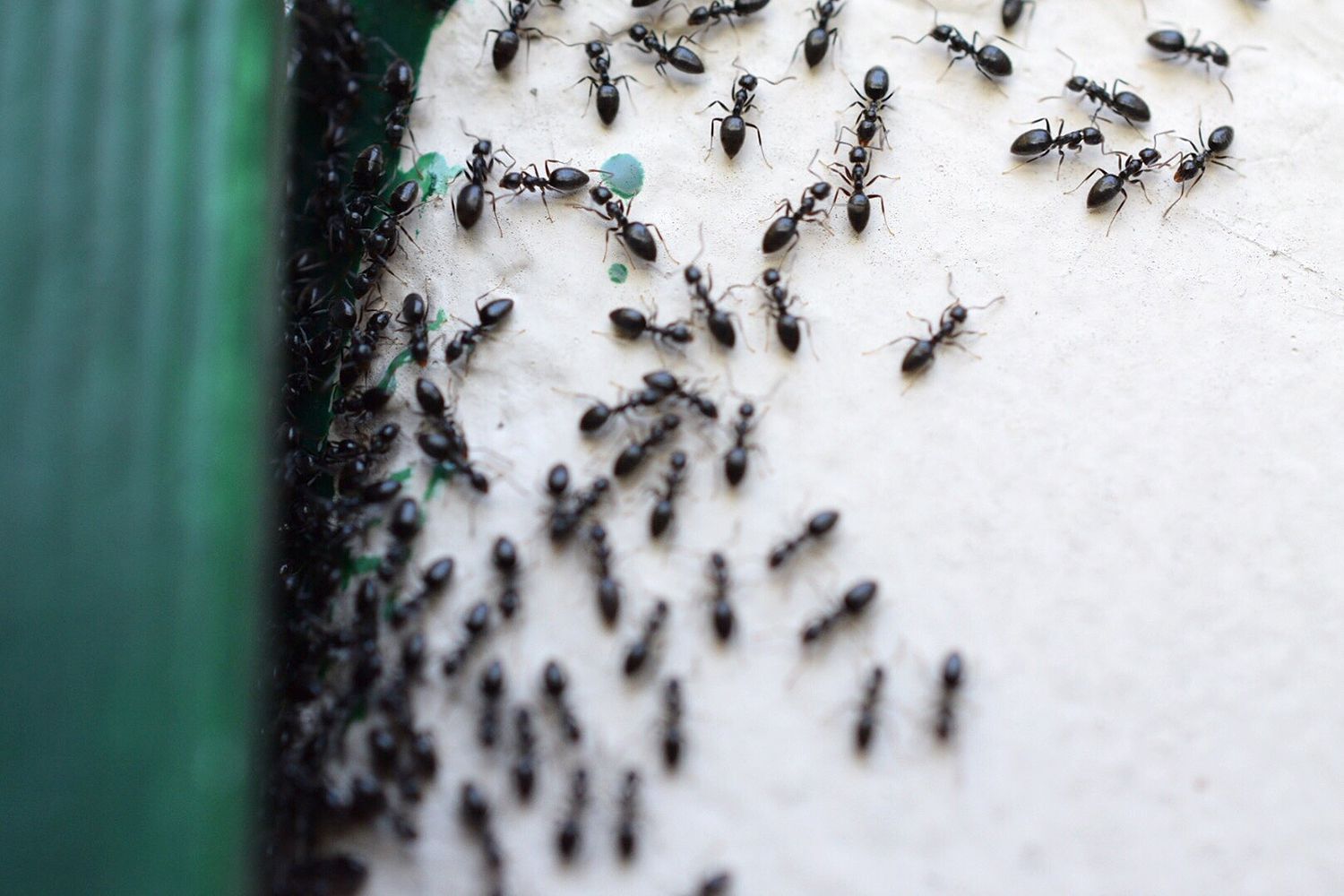 Scientists Imagine There Are 20 Quadrillion Ants on Earth