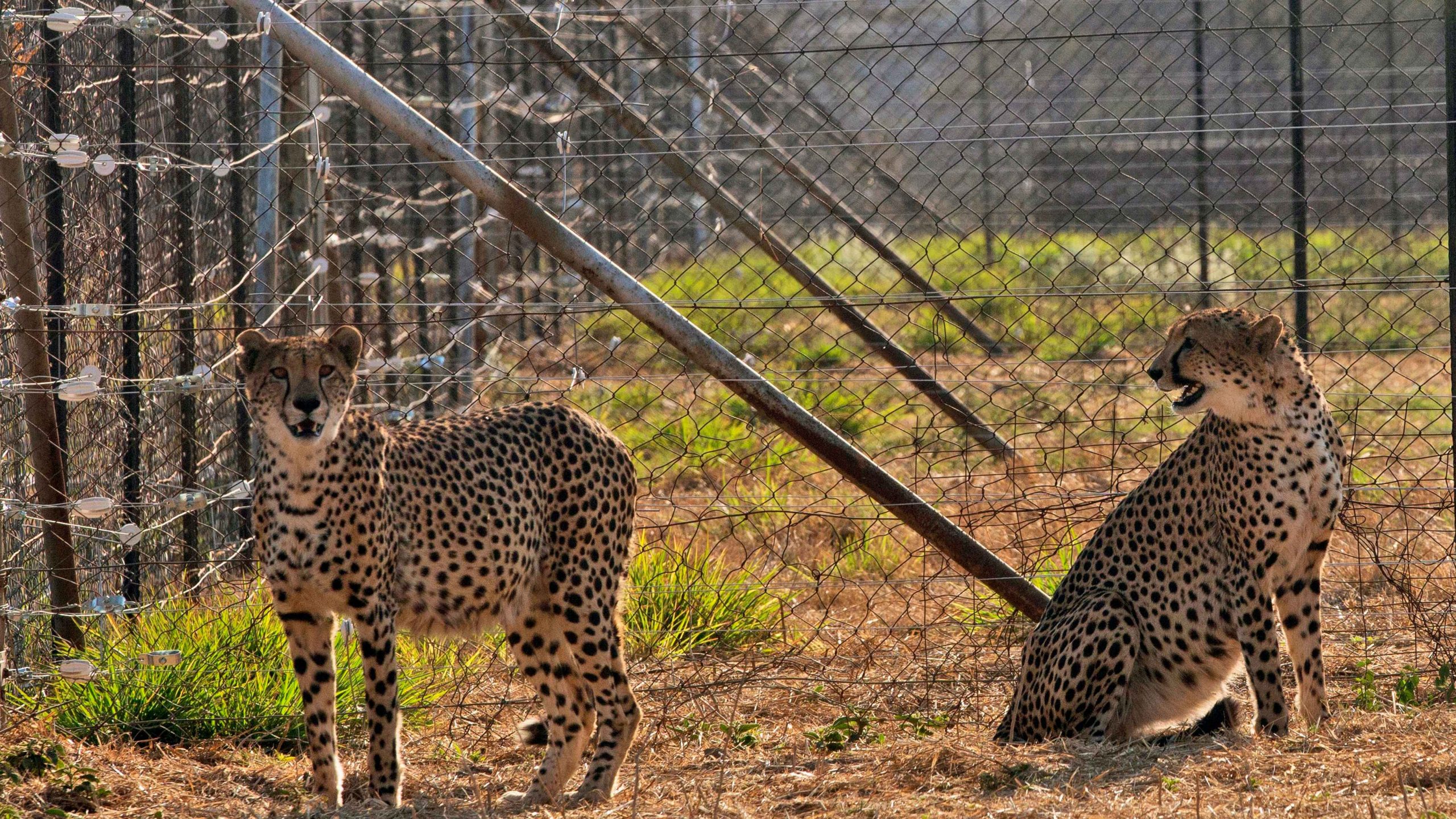 Cheetahs to journey with out meals from Namibia to India