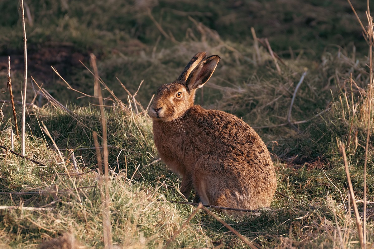 Deadly Illness Confirmed As Reason behind 14 Rabbit Deaths In Hartford