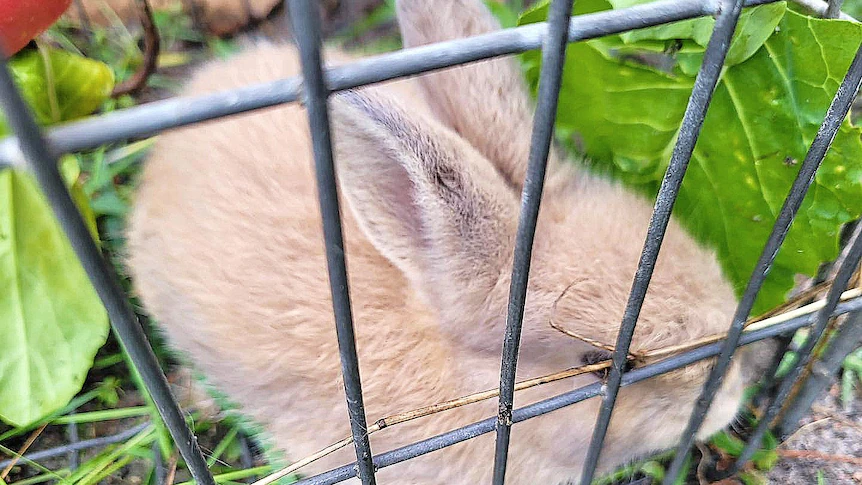 Rabbits, guinea pigs go wild in Perth suburbs amid considerations numbers may get uncontrolled